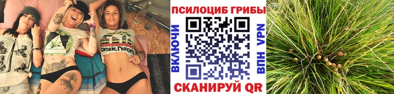 Купить где  Лениногорск  Галлюциногенные грибы Cubensis 